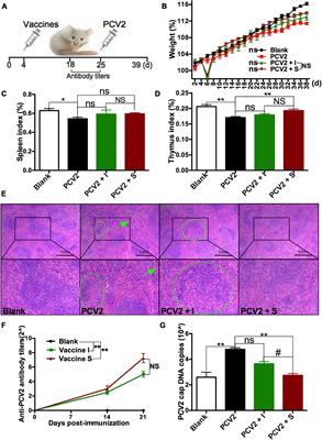 Swine Influenza Virus Infection Decreases the Protective Immune Responses of Subunit Vaccine Against Porcine Circovirus Type 2